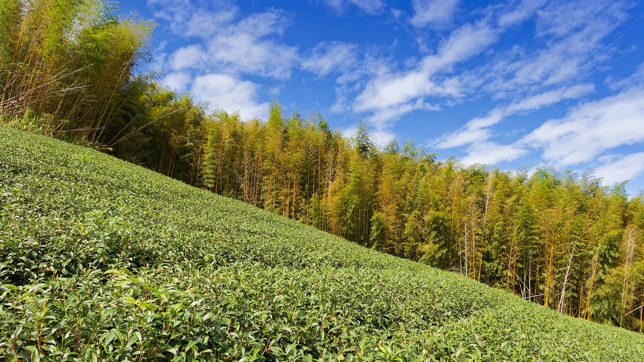 05 - Alishan (7).jpg